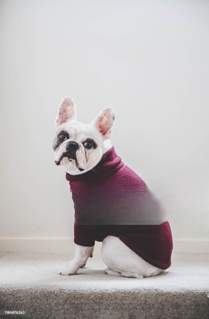 "Winter Warmth for Your Best Friend: Cozy Sweaters for Dogs"