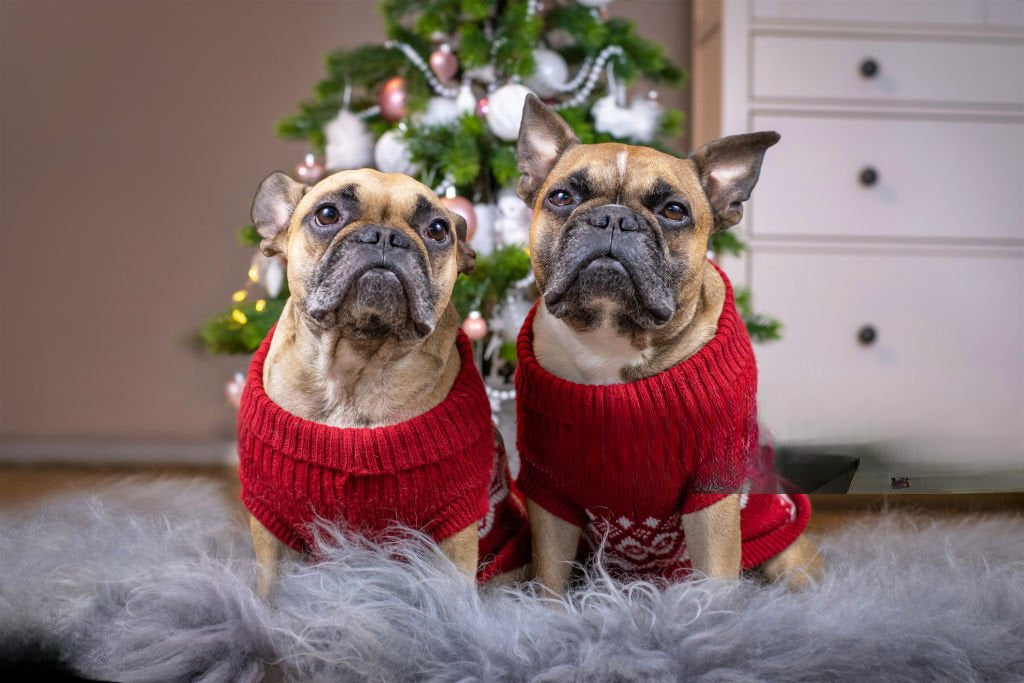 "Winter Warmth for Your Best Friend: Cozy Sweaters for Dogs"